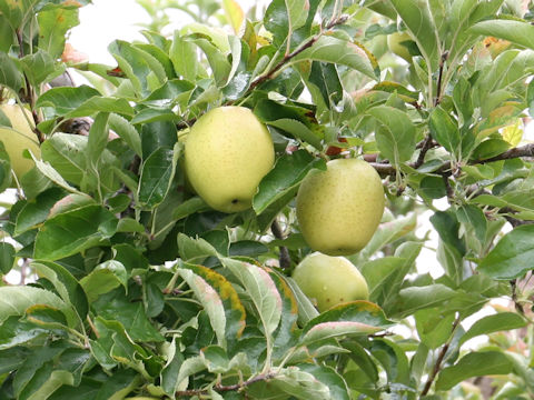 Malus domestica cv. Orin