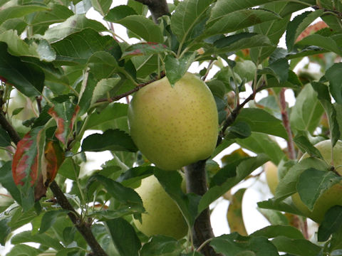 Malus domestica cv. Orin