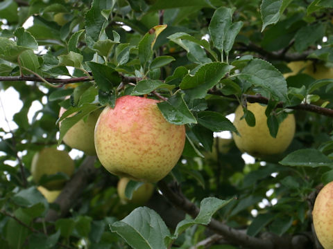 Malus domestica cv. Kinsei