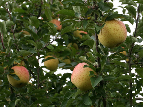 Malus domestica cv. Kinsei