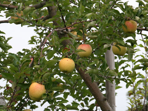 Malus domestica cv. Kinsei