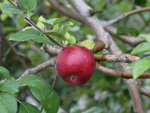 Malus domestica cv. Beni-shibori