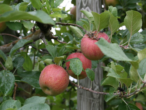 Malus domestica cv. Kokko