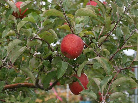 Malus domestica cv. Senshu