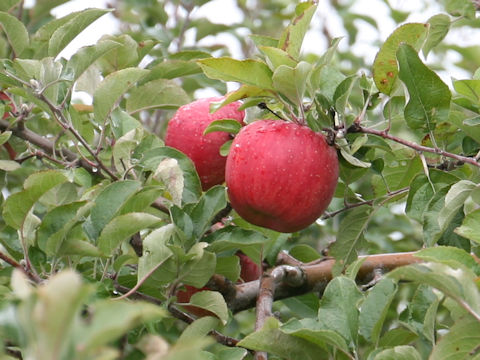 Malus domestica cv. Senshu