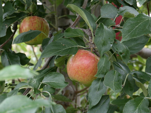 Malus domestica cv. Yamato-nishiki