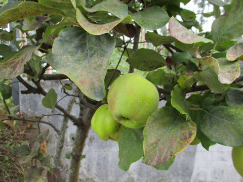 Malus domestica