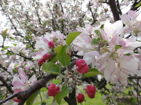 Malus domestica