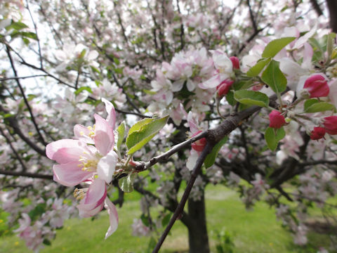 Malus domestica