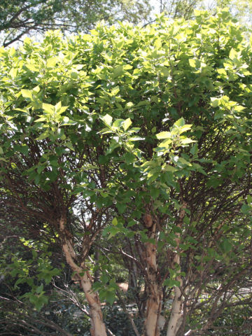 Betula nigra cv. Little King