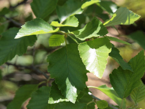 Betula nigra cv. Little King