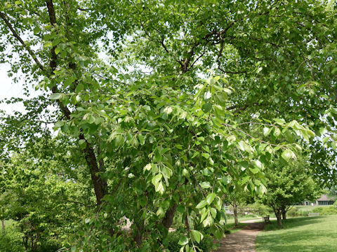 Betula nigra