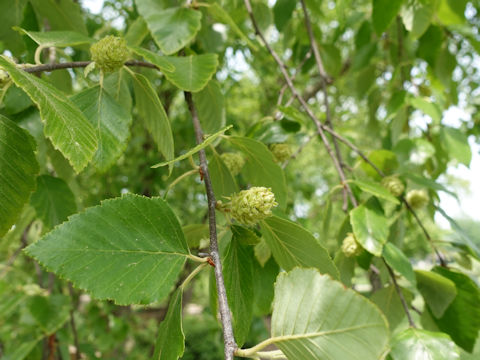 Betula nigra