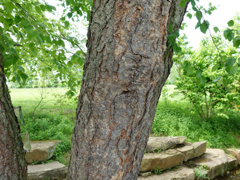 Betula nigra