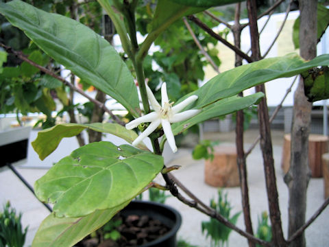 Coffea canephora