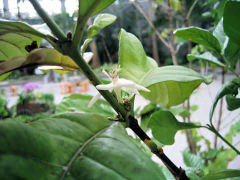 Coffea canephora