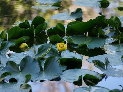 Nuphar lutea ssp. polysepala