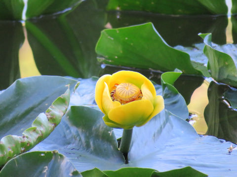 Nuphar lutea ssp. polysepala