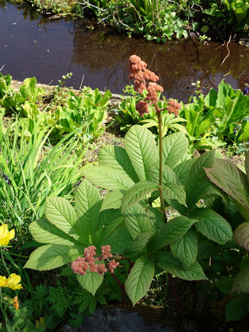 Rodgersia pinnata