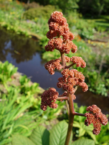 Rodgersia pinnata