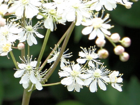 Filipendula hexapetala