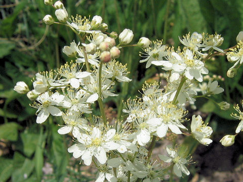 Filipendula hexapetala