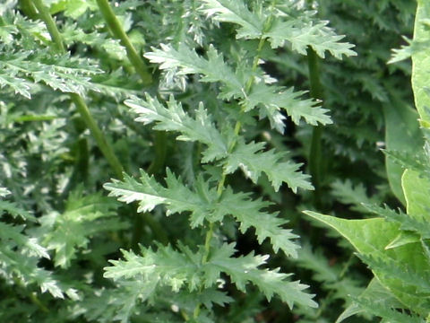 Filipendula hexapetala