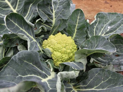 Brassica oleracea var. botrytis f. botrytis