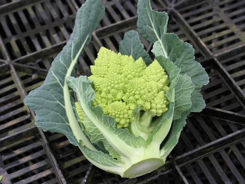 Brassica oleracea var. botrytis f. botrytis