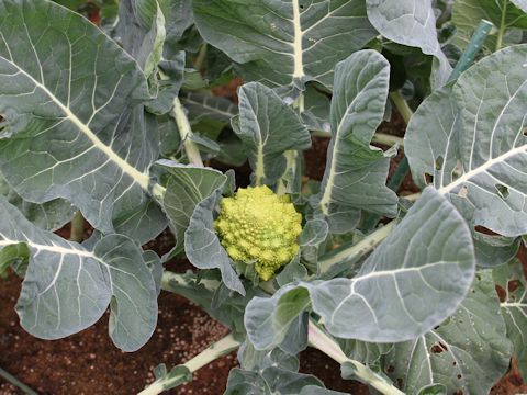 Brassica oleracea var. botrytis f. botrytis