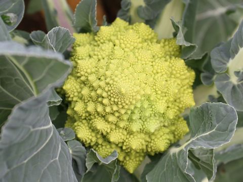 Brassica oleracea var. botrytis f. botrytis