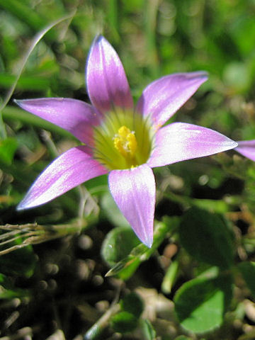 Romulea bulbocodium