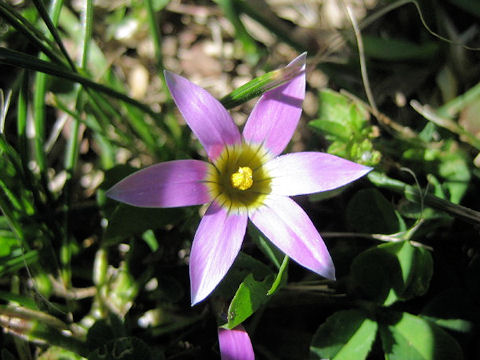 Romulea bulbocodium