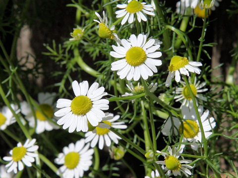 Anthemis nobilis