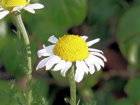 Anthemis nobilis