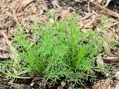 Anthemis nobilis