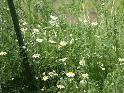 Anthemis nobilis