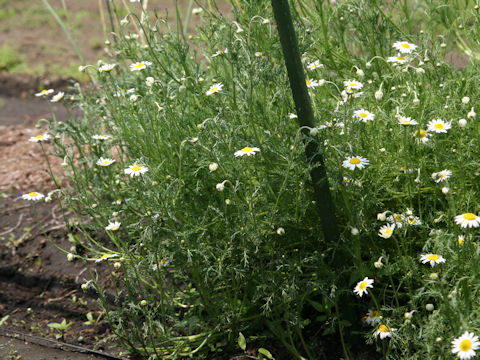 Anthemis nobilis