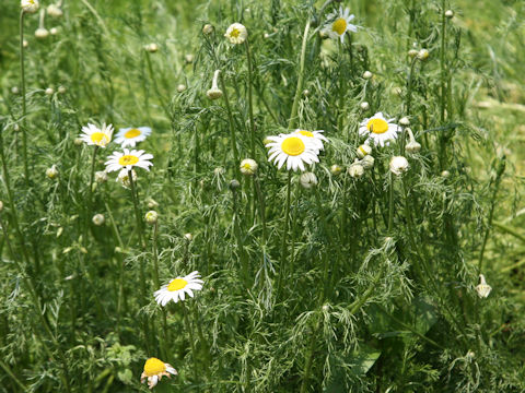 Anthemis nobilis