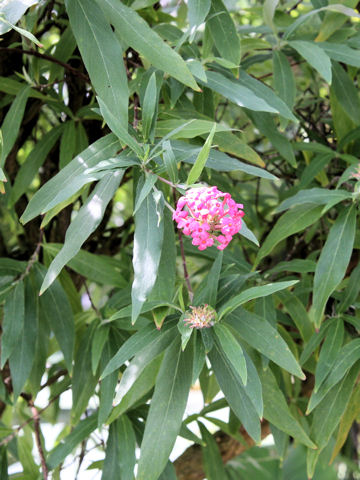 Rondeletia leucophylla