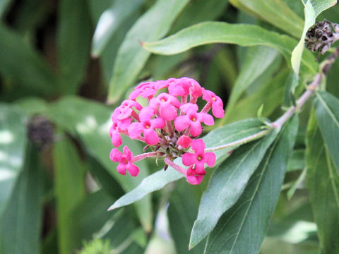 Rondeletia leucophylla