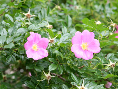 Rosa arkansana