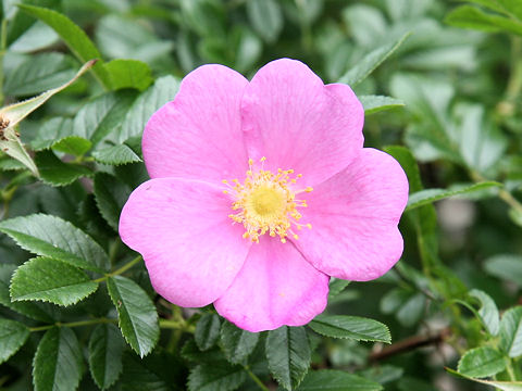 Rosa arkansana