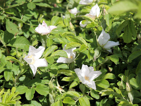 Rosa canina