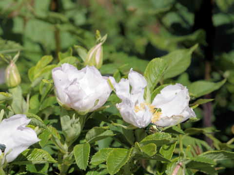 Rosa canina