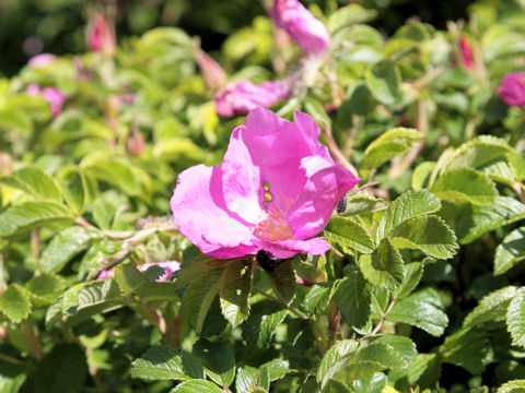 Rosa canina