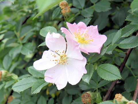 Rosa canina