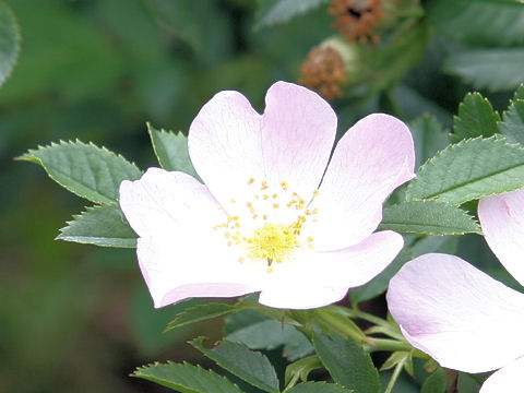 Rosa canina