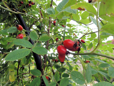 Rosa canina