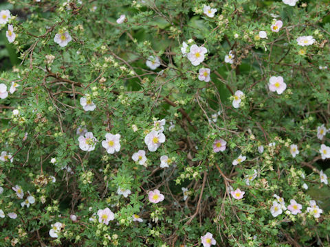 Rosa canina